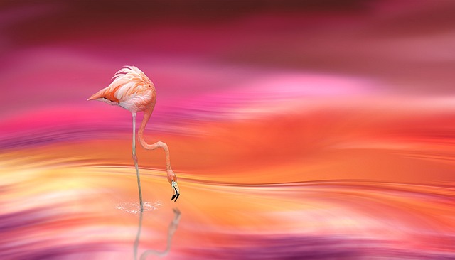 Free Fantasy Illusion photo and picture
