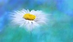 nature, summer, bright