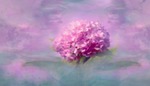nature, summer, flower