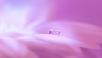 blossom, bloom, flower