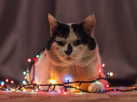 Free Cat Garlands photo and picture
