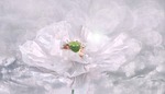 poppy, white poppy, poppy flower