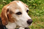 dog, pet, animal