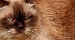 british shorthair, cat, cute
