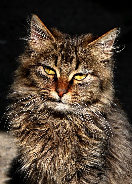 Free Cute Animals photo and picture