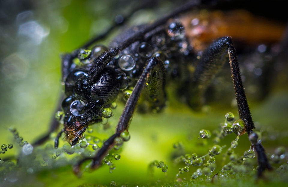 Insect Invertebrate Nature - Free photo on Pixabay - Pixabay