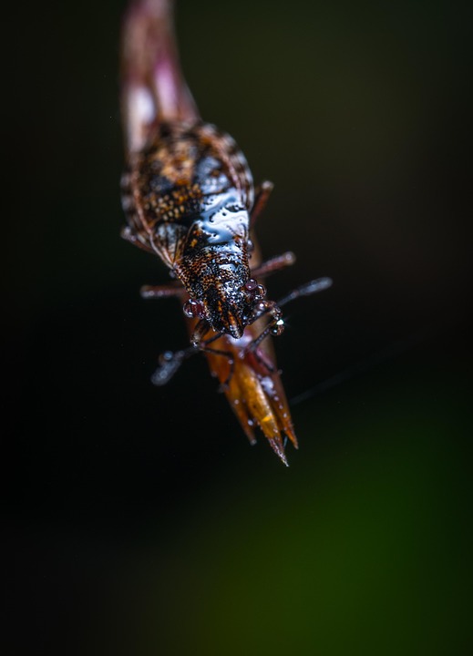 Insect Invertebrate No One - Free photo on Pixabay - Pixabay