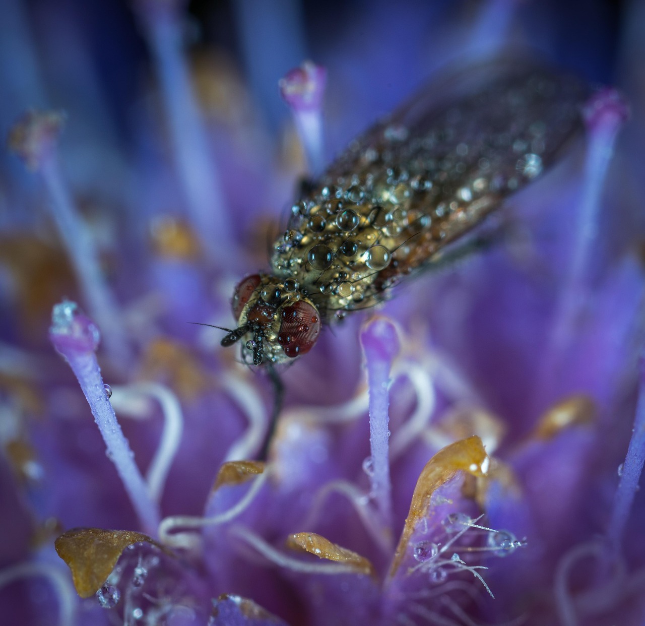 昆虫 自然 花卉 - Pixabay上的免费照片 - Pixabay