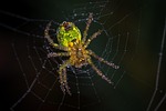 spider, spider web, trap