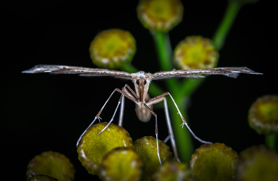 Nature Insect Invertebrate - Free photo on Pixabay - Pixabay