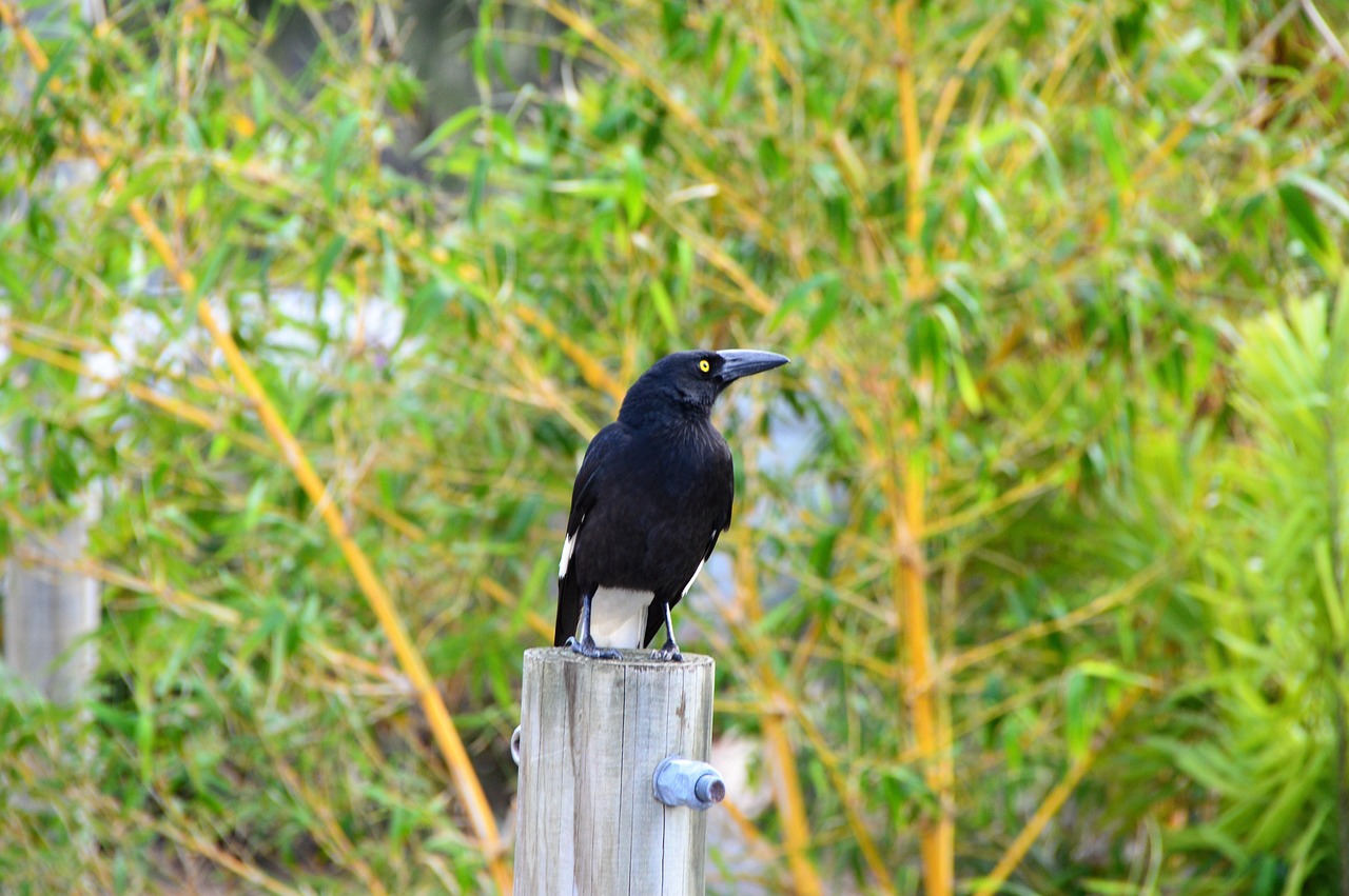 Pájaro Naturaleza Fauna Silvestre - Foto gratis en Pixabay - Pixabay