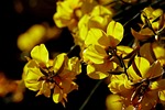 flower, nature, plant