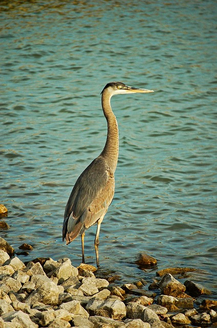 Natuur, Vogel, Water, Dieren In Het Wild