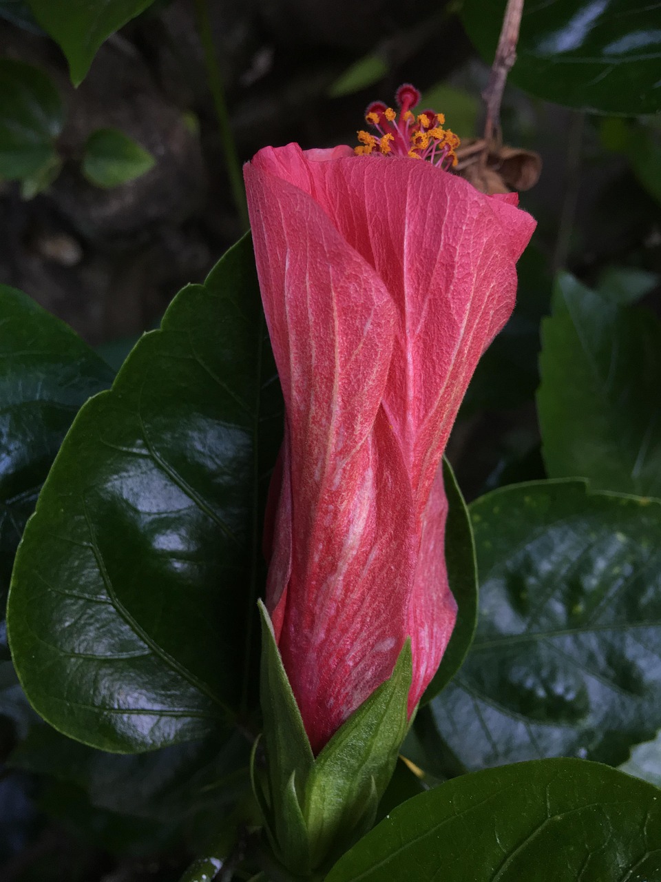 Hibiscus Red Petals Flower - Free photo on Pixabay