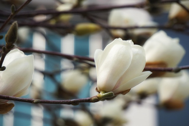 Magnolie, Natur, Blume