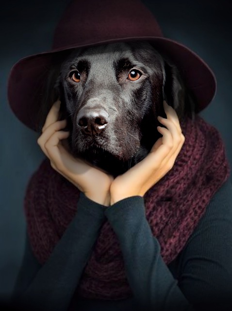 Hund, Tier, Porträt, Haustier, Denker
