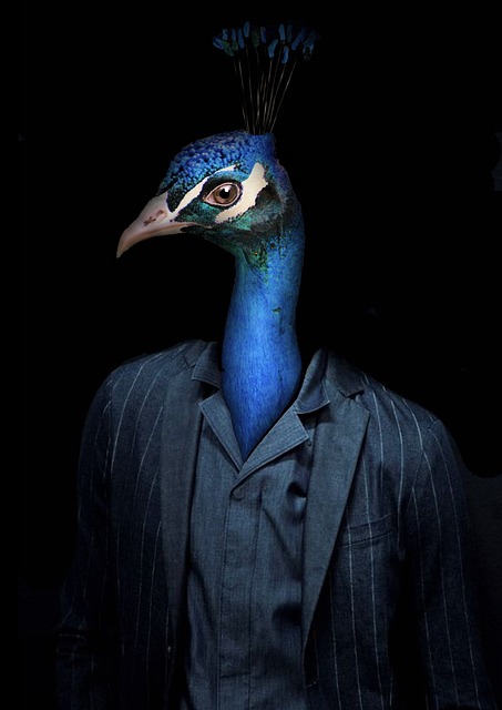 Vögel, Porträt, Pfau