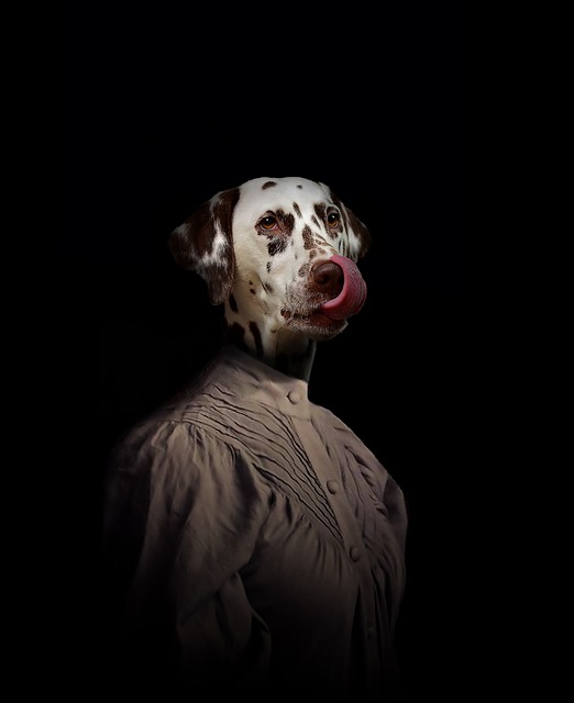 Hund, Porträt, Tierportrait, Natur