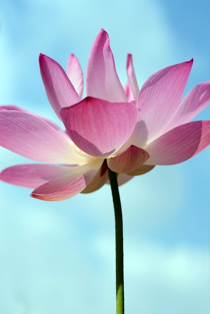 Flora, Blumen Hintergrund, Blume, Natur