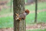 wood-fibre boards, nature, tree