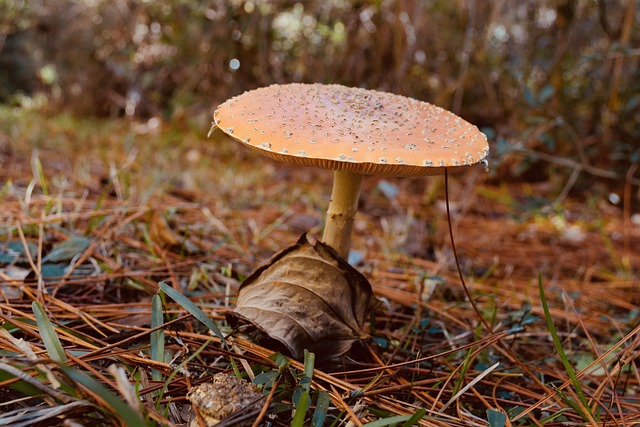 Free Nature Fall photo and picture
