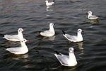 bird, water, wildlife