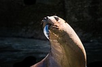 nature, waters, animal world