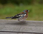 bird, animal world, nature