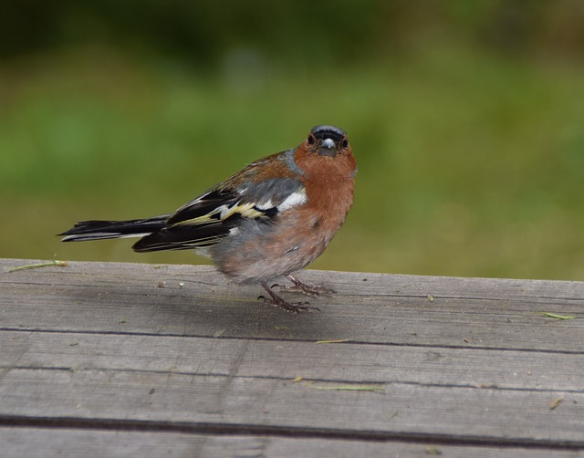 Free Bird Nature photo and picture