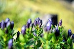flower, chichewa live, vivid color