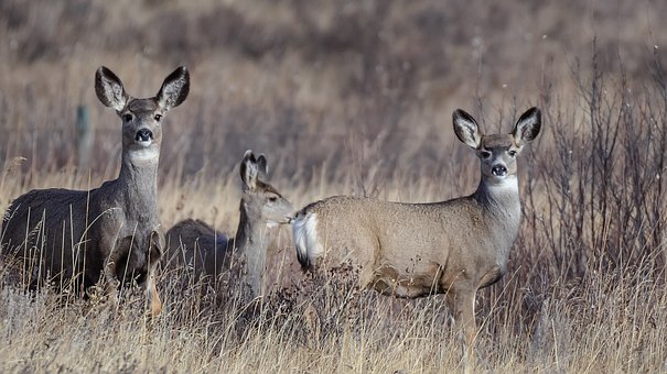 Mammal, Wildlife, Deer, Nature, Animal