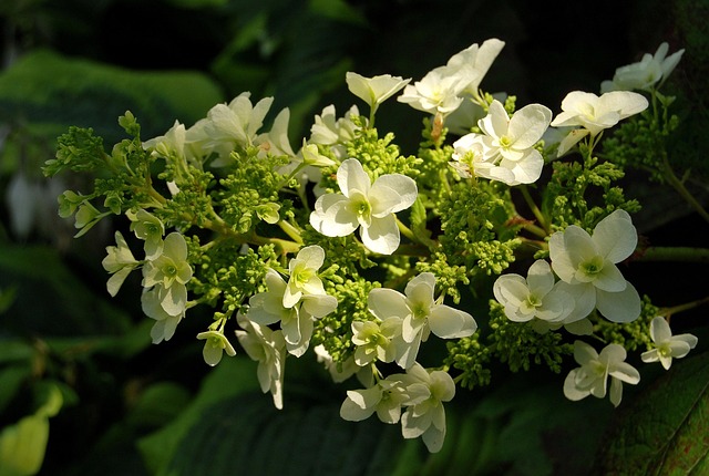 Free Flower Hydrangea Dębolistna photo and picture