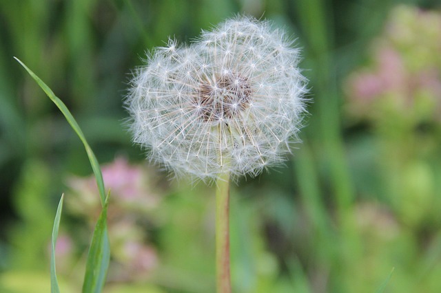 Diente De León, Naturaleza
