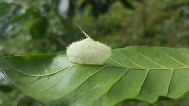 Free Leaf Nature photo and picture