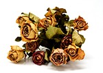 roses, flowers, dried