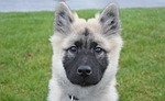 dog, pup, eurasier
