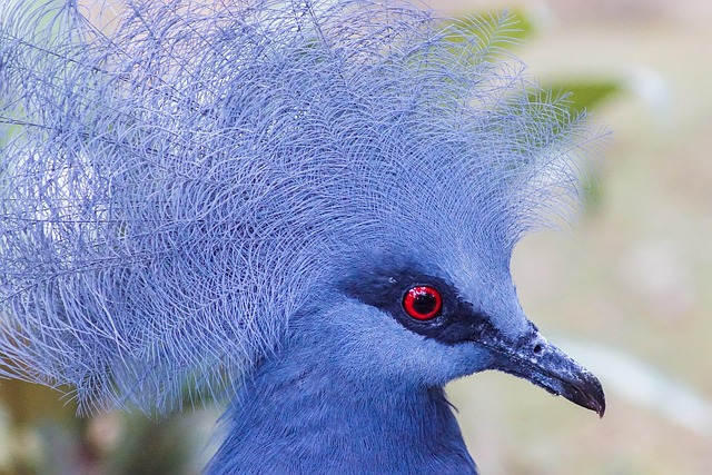 Natur, Vogel, Tierwelt, Tier, Wild