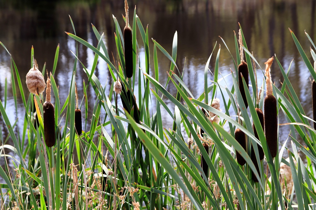 100+ Free Bullrushes & Bulrush Images - Pixabay
