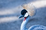 grey crowned crane, headshot, portrait