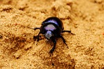 insect, invertebrates, no one