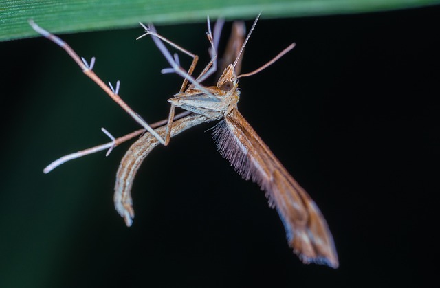 Invertebrate Insect No One - Free photo on Pixabay - Pixabay