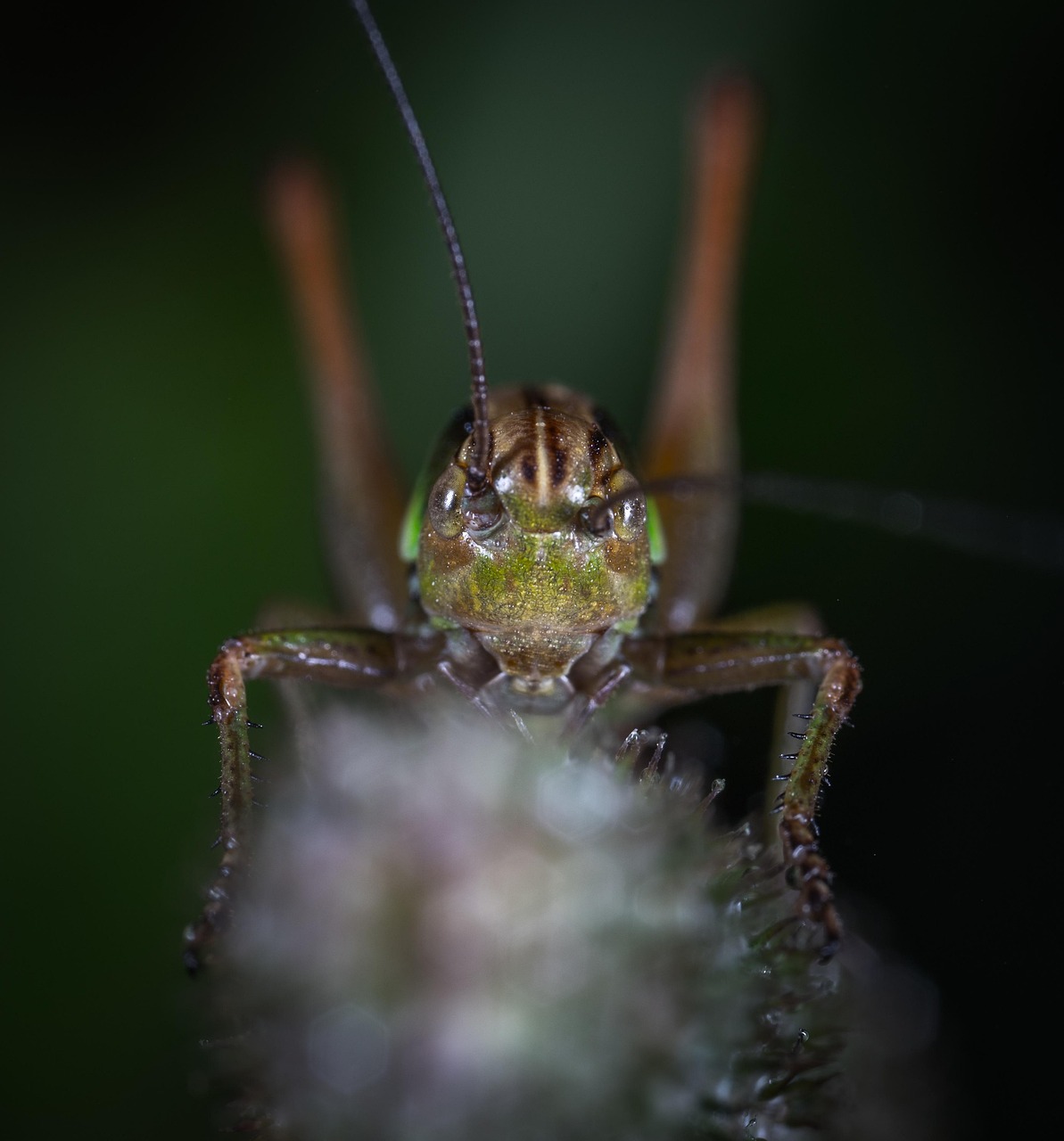 Insect Invertebrate Nature - Free photo on Pixabay - Pixabay