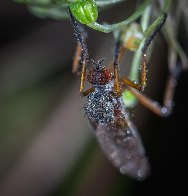 Insect Invertebrate No One - Free photo on Pixabay - Pixabay