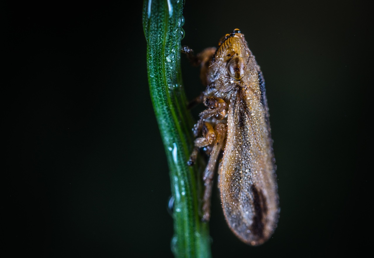 Insect Invertebrate No One - Free photo on Pixabay