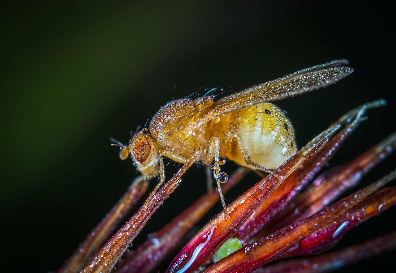 Insect Invertebrate Animals - Free photo on Pixabay - Pixabay