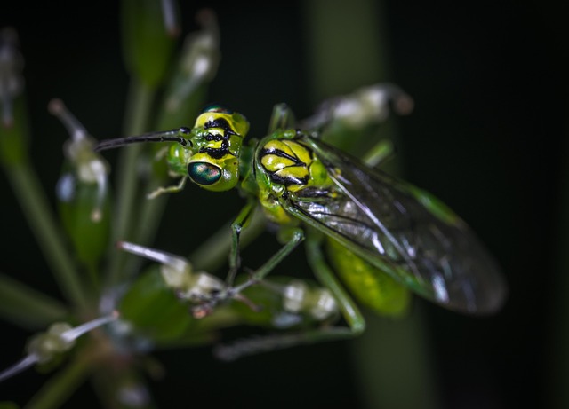 Free Insect Nature photo and picture