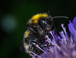 insect, nature, bumblebee