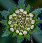 nature, no one, plant