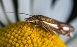 nature, insect, lepidoptera