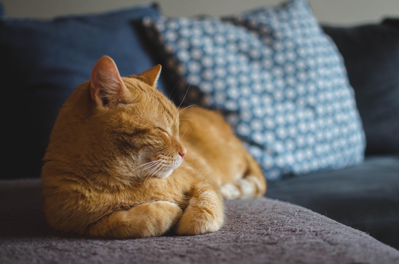 50 000 Best Free Cat Pictures Images HD Pixabay 50 000 Best Free Cat Pictures Images HD Pixabay
